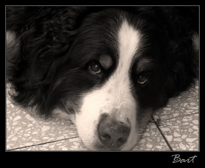 ♥ Bart ♥