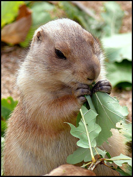 psoun, mozna taky psounice