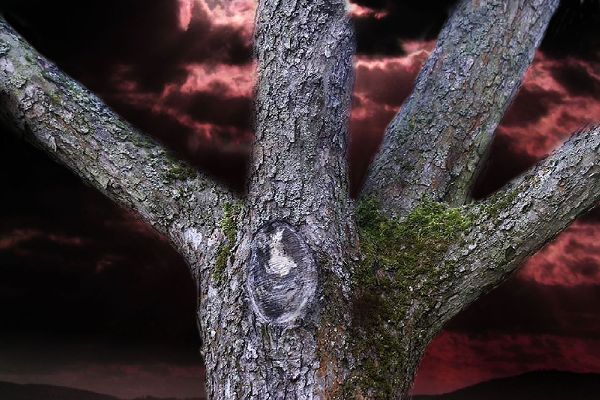 Čarovný strom