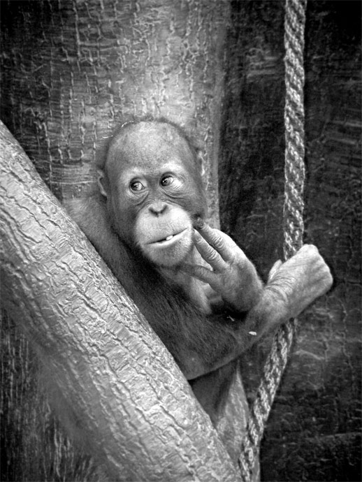 ze zoo