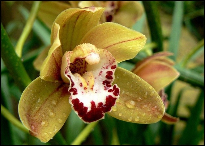 orchidej