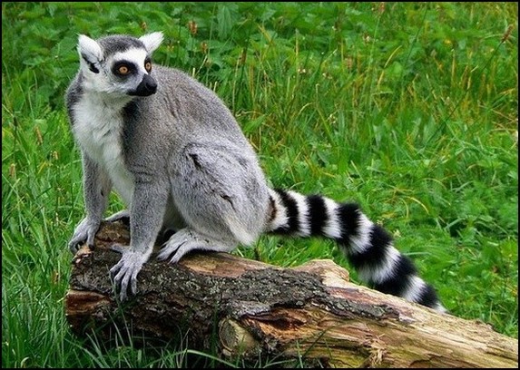 Lemur