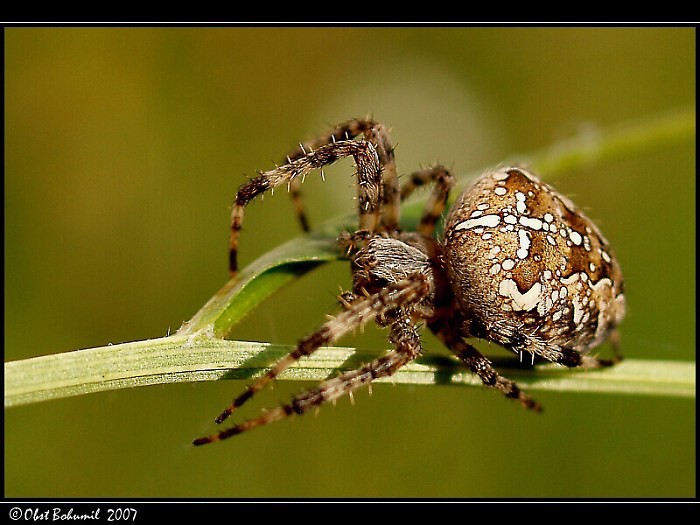 Čekání na kořist