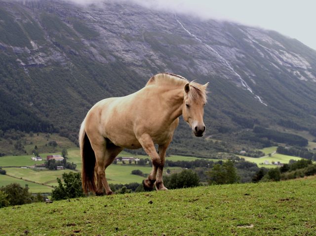 horsE