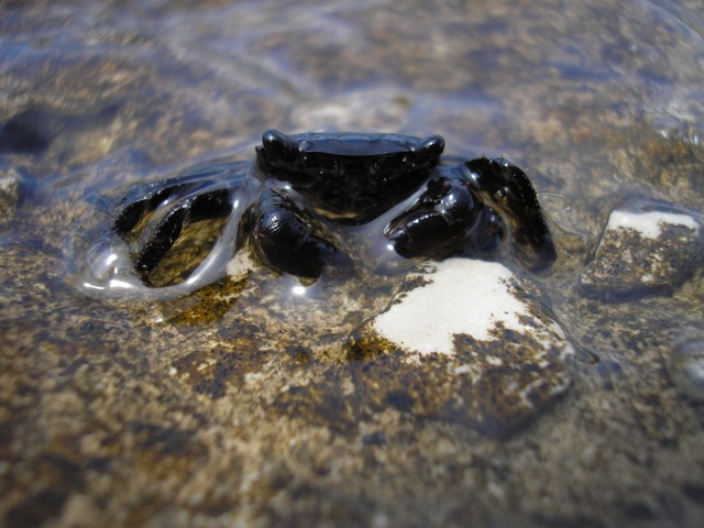 ten krab mal iba 1cm.