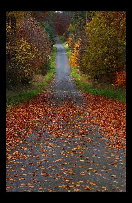Procházka v barevném lese...