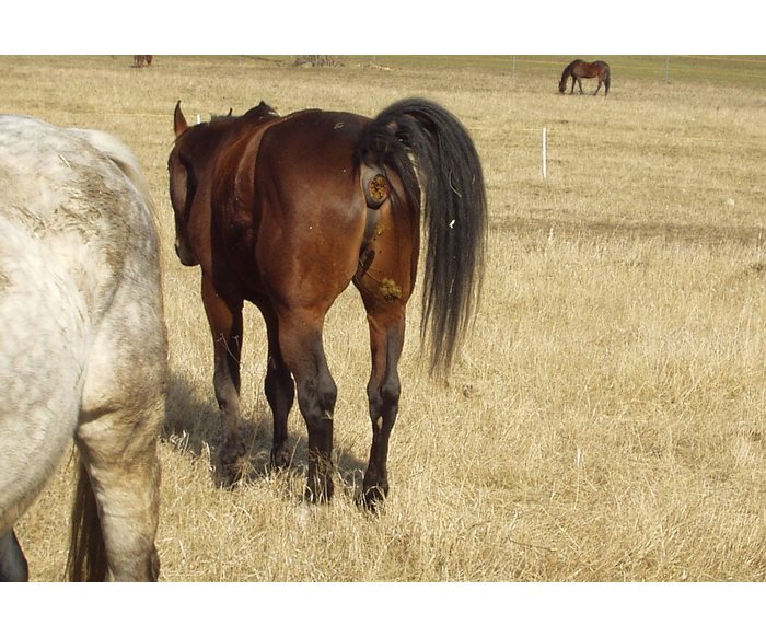 Máme holé řitě- V AKCI