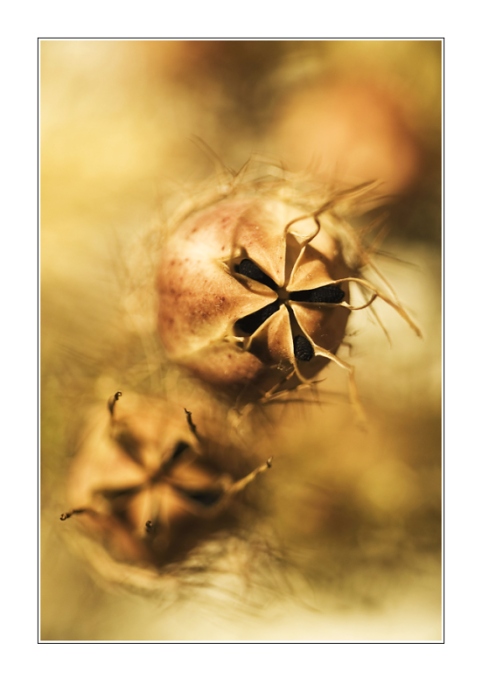 ...hvězdičková...