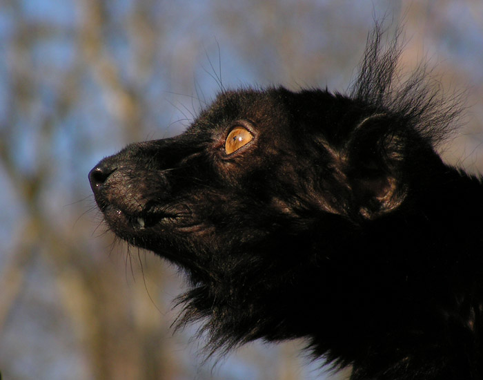 Lemur tmavý - Eulemur macaco