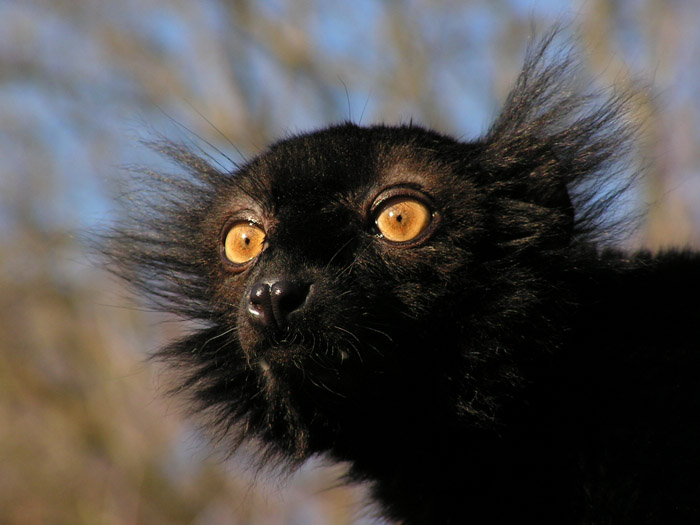 Eulemur macaco II