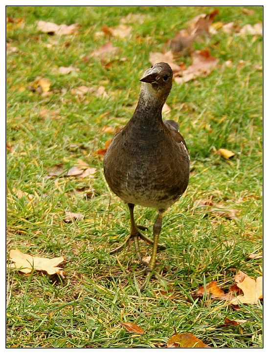 co to je za tvora co mě otravuje? :-)