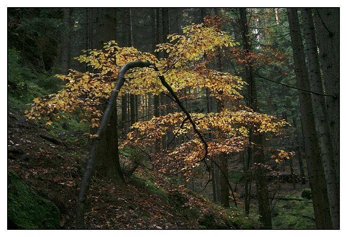 stromek se má ohýbat dokud je mladý....