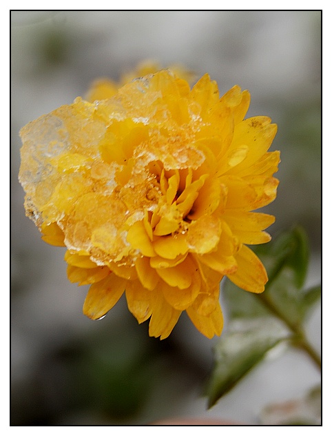 zasněžená listopadka