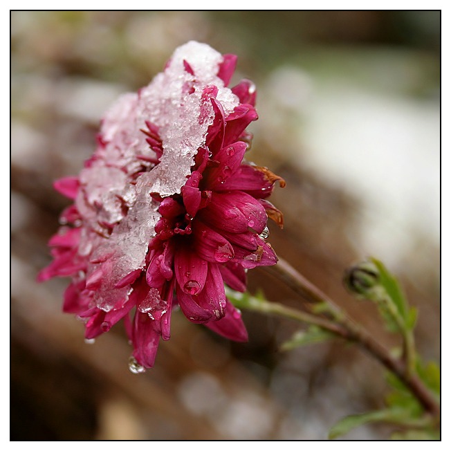 zasněžená listopadka II.