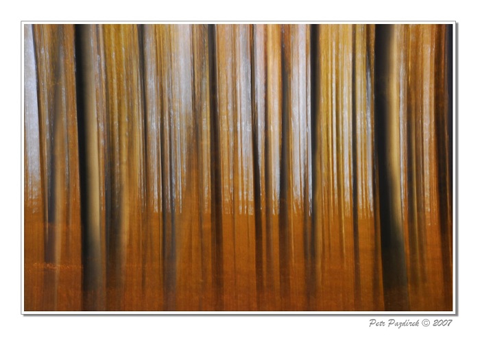 Podzimovolesní abstrakce