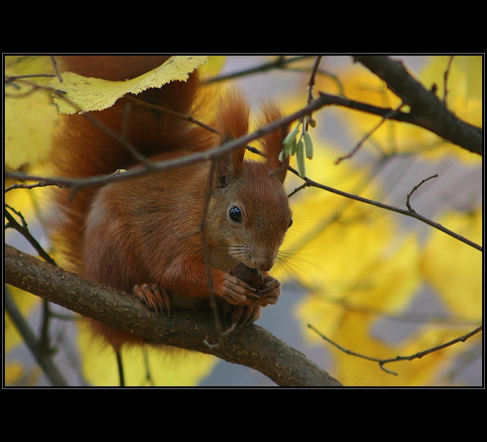 V lískovém keři