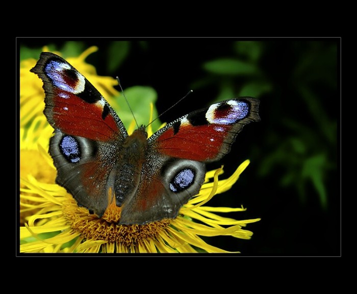 Chvíľka s motýľom ...