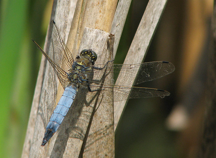 vážka černořitná (Orthetrum cancellatum)