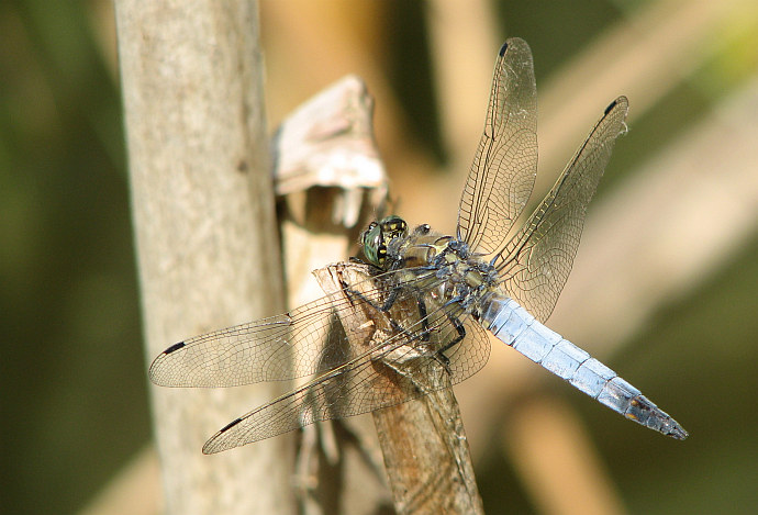 vážka černořitná