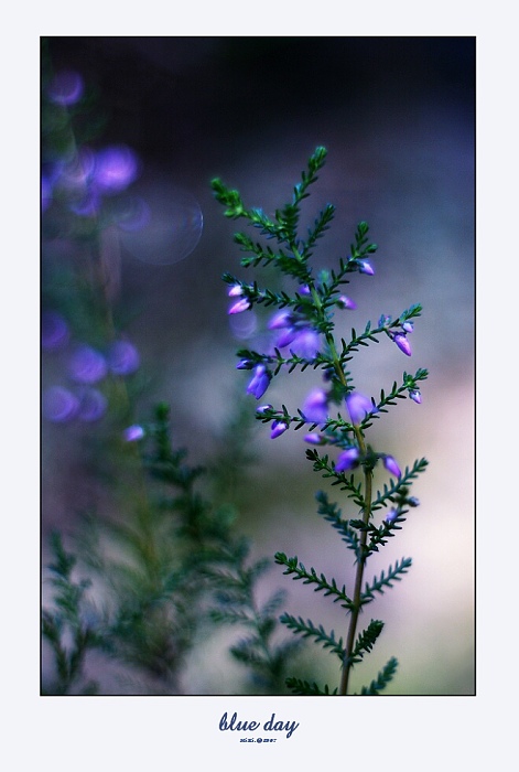blue day
