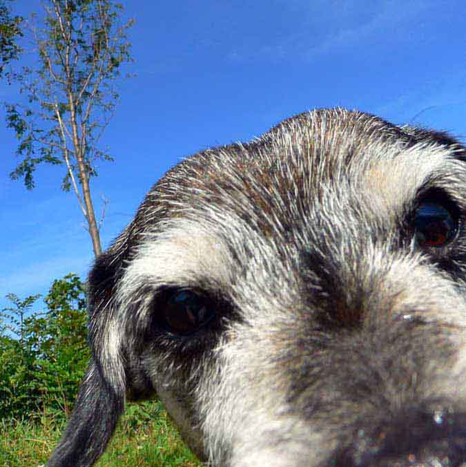 T Y R A N O S A U R U S   R E X