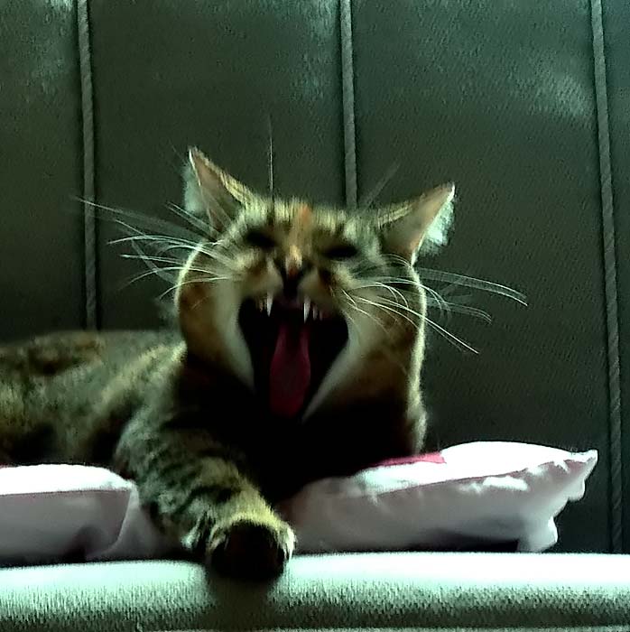 e kat