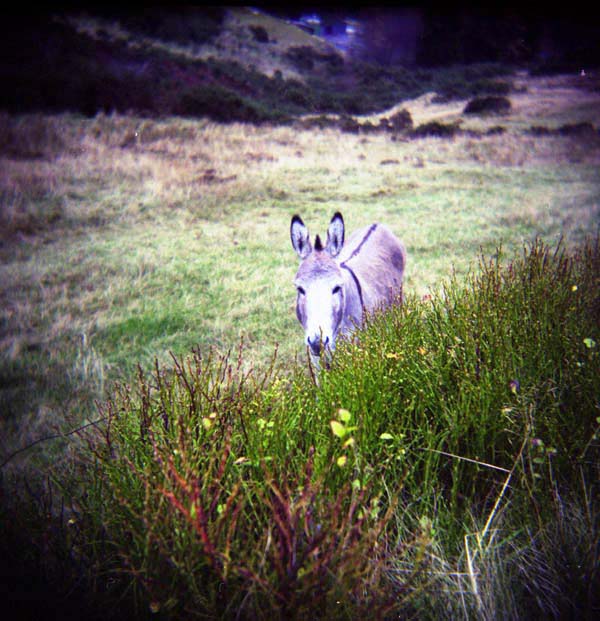 osel z Wicklow mountains