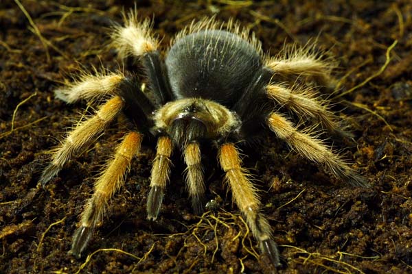 brachypelma boehmei