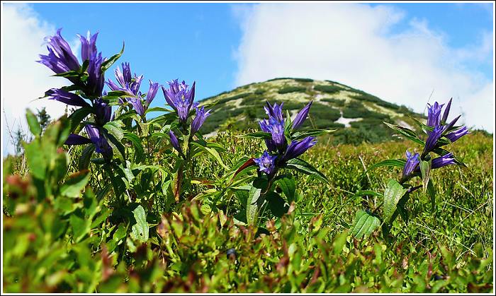 Fatra...