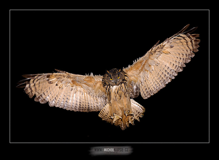Výr velký (bubo bubo)