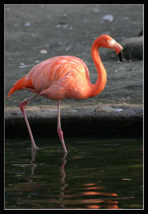 .:. dojdu se podívat, copak se tam děje... .:.