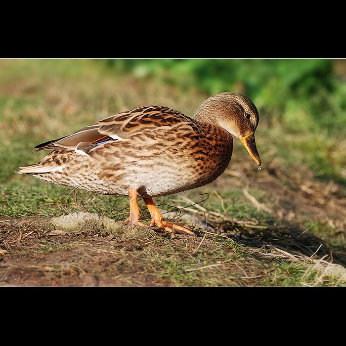 Jej, zima až mi teče ze zobaku