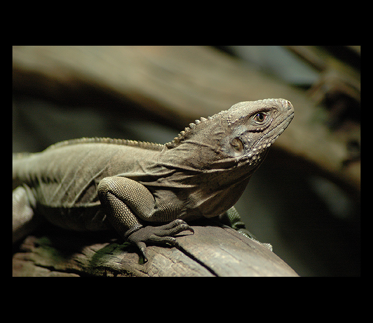 = Pán starých časů =