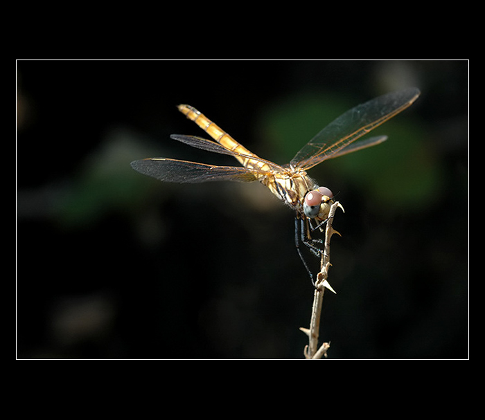 = Teplomilný vrtulník :-) =