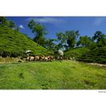 Poledne na čajových plantážích