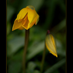 Otevřený a zavřený