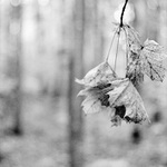 listí (zase)