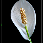 Spathiphyllum