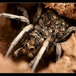 maminka s děťátky