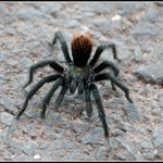 Tarantula (disambiguation).