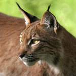 "Nemáš sluneční brýle..?"