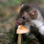 "Móóóc dobré..!"