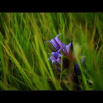 Vzpomínka na (nedávné) léto