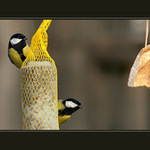 ...cítíš jak voní ??