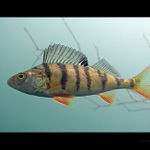 Okounci III - v plné zbroji