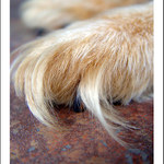 Pacička pro štěstí