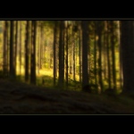 ...Do hlubin lesa...