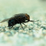 Kam si to štráduje?