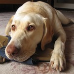 Škrpál,nejlepší přítel psa