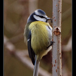 Sýkora Modřínka_01